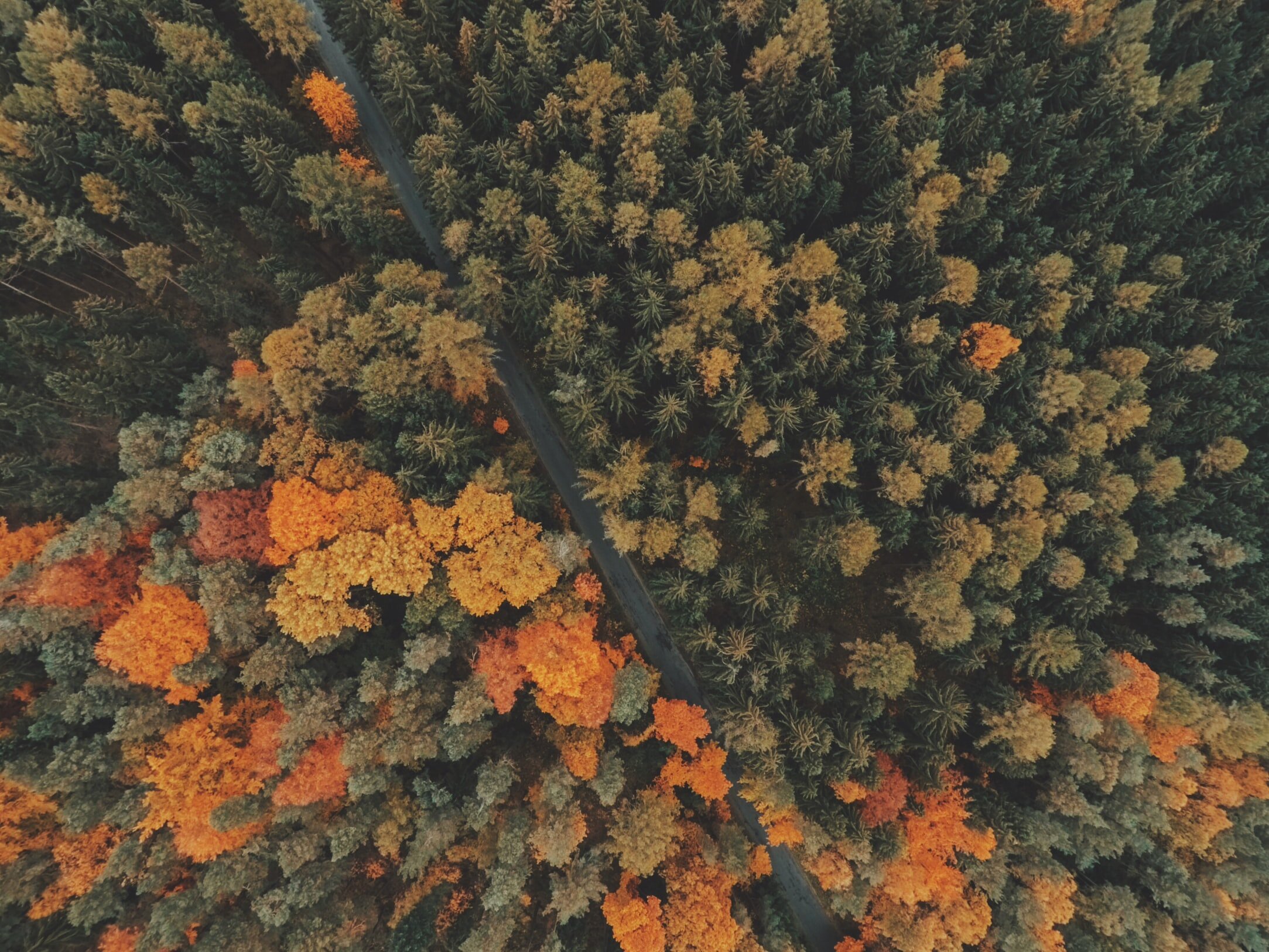trees