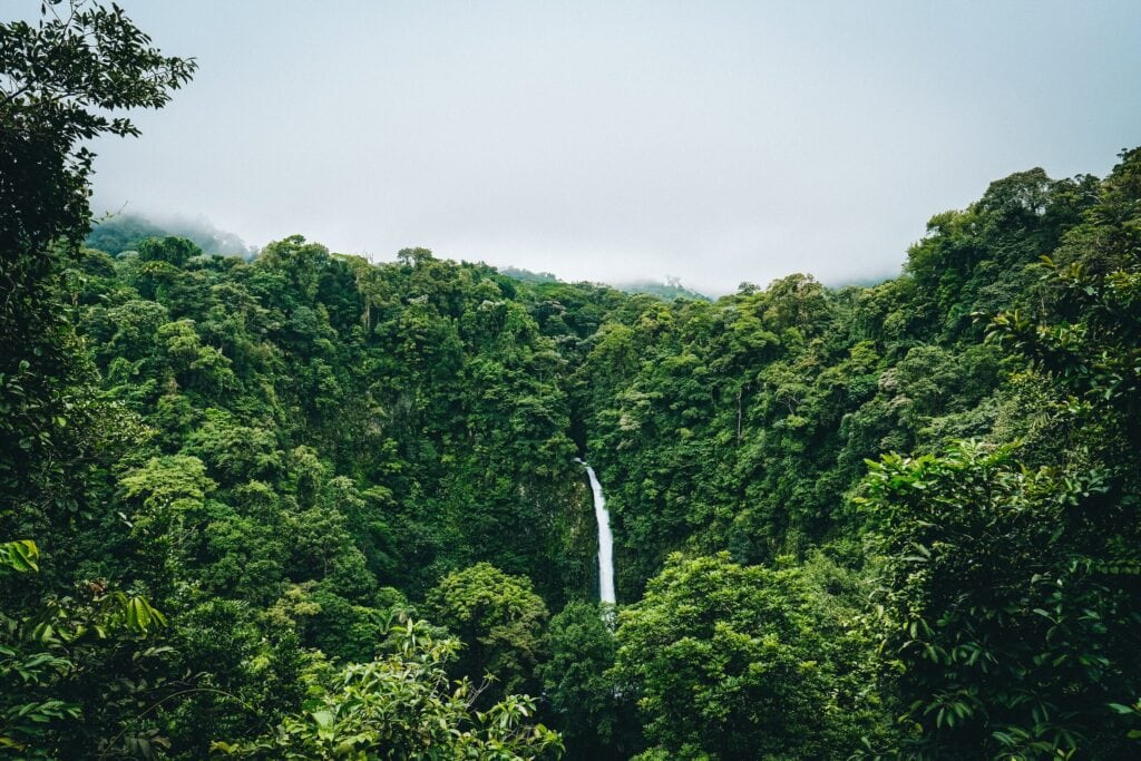 Rainforest waterfall