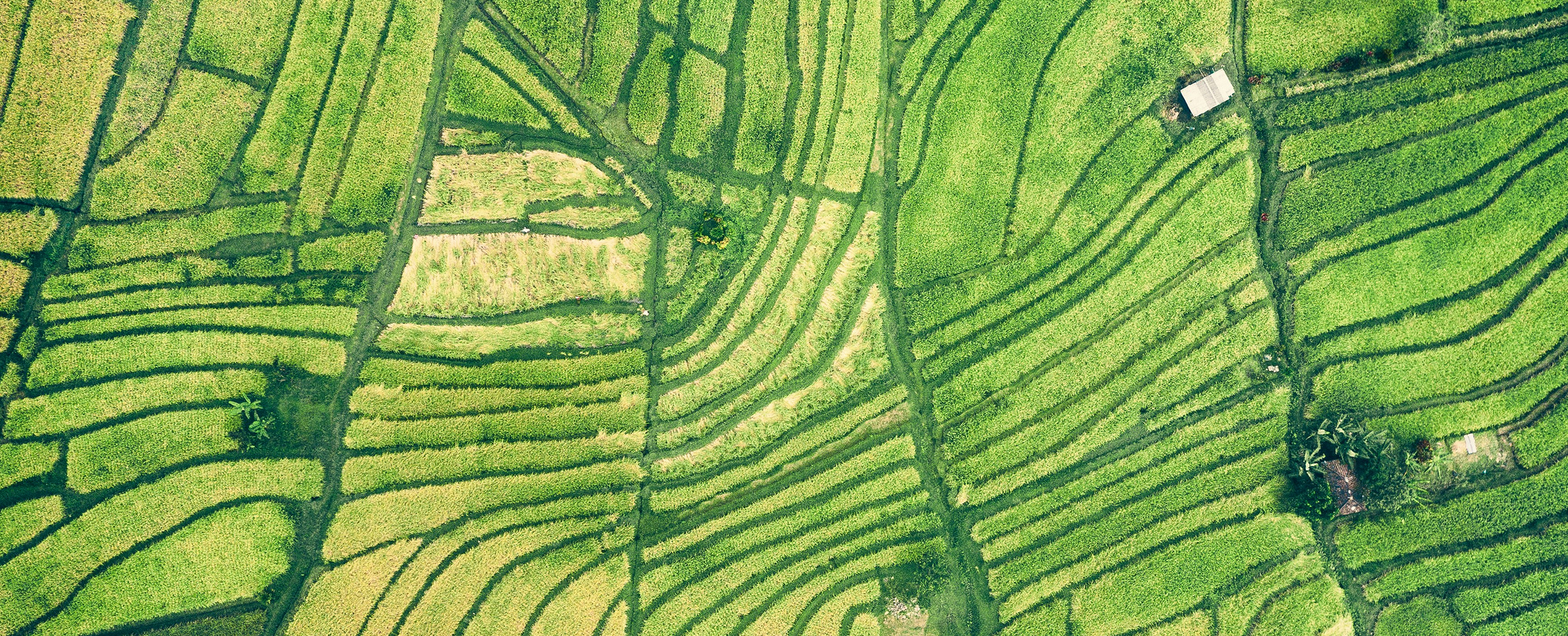 ivan bandura unsplash green fields