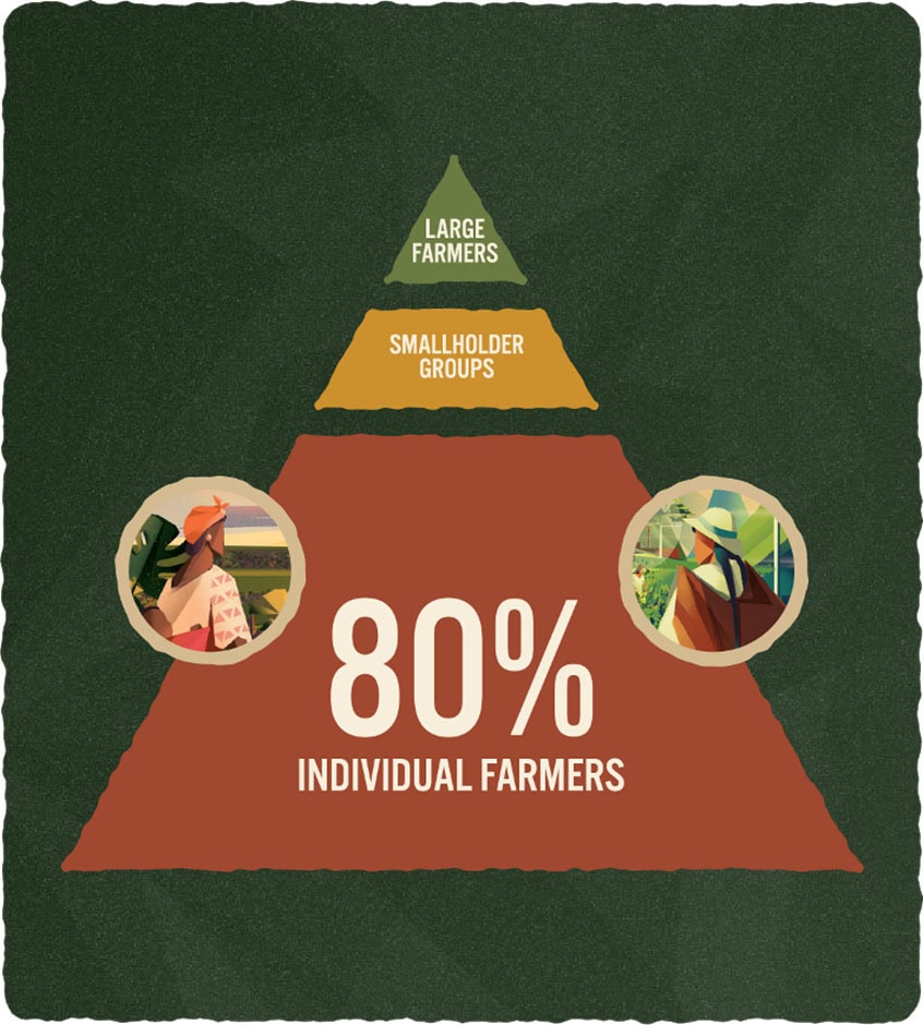 JDE Peet’s Large Farmers, Smallholder Groups, 80% Individual Farmers